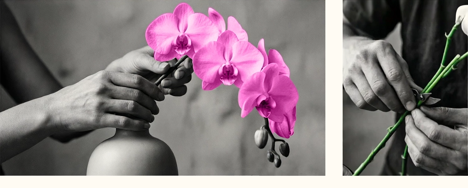 orchids palm beach Shop