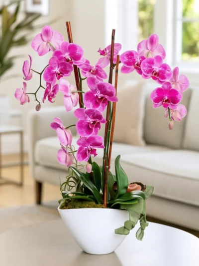 Amethyst Orchid