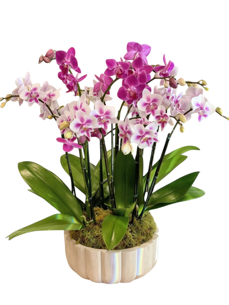 Newly repotted orchids