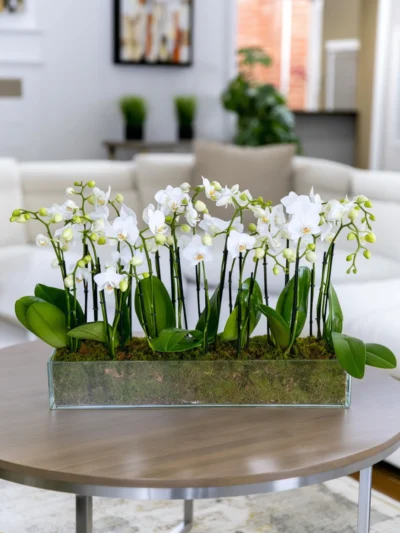Mini Orchids Mini Boat