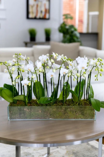 Mini Orchids Mini Boat