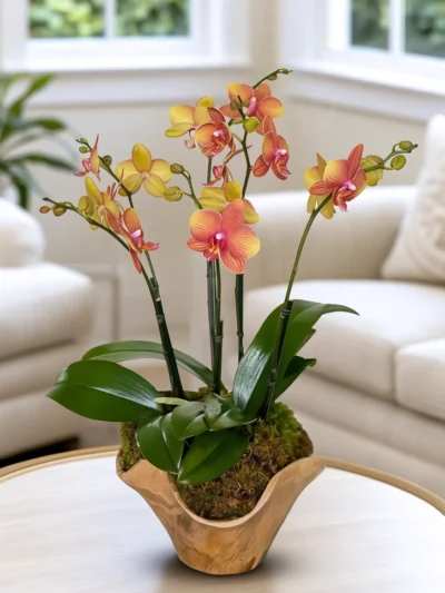 Miracle orchids palm beach