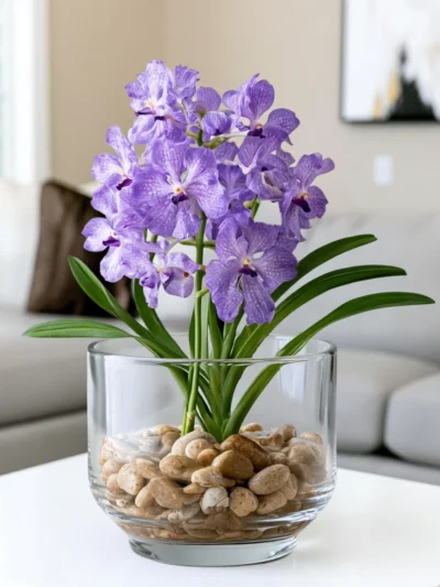 Vanda Orchid single.