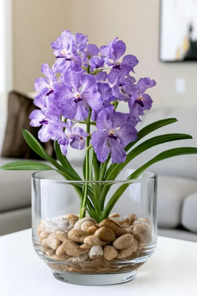 Vanda Orchid