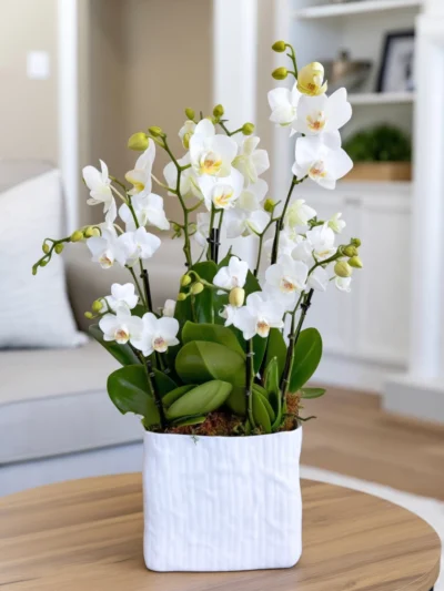 White Mini Orchids