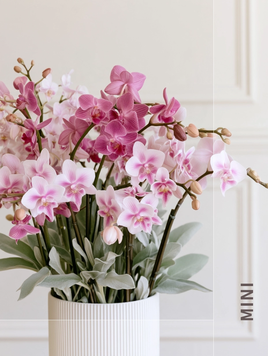 Mini Orchids