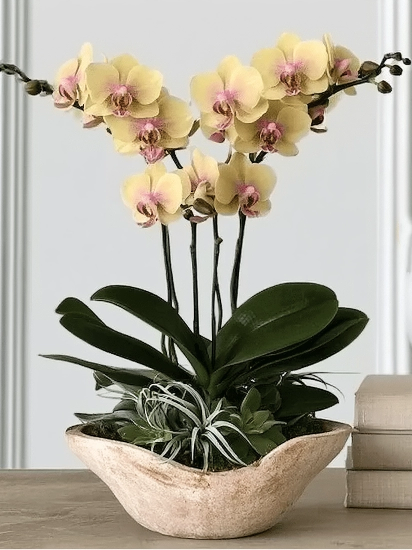 Mini Orchids