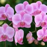 orchids