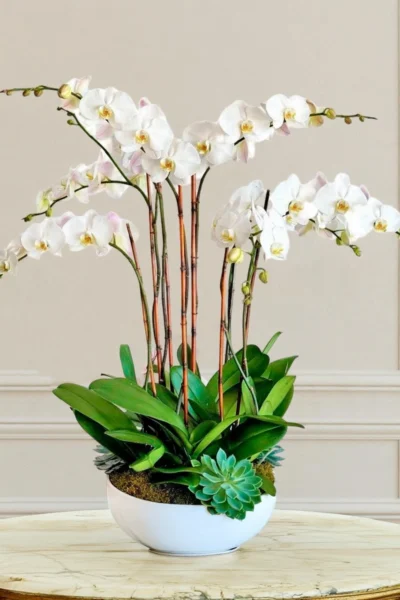 Tara Coastal White Orchid