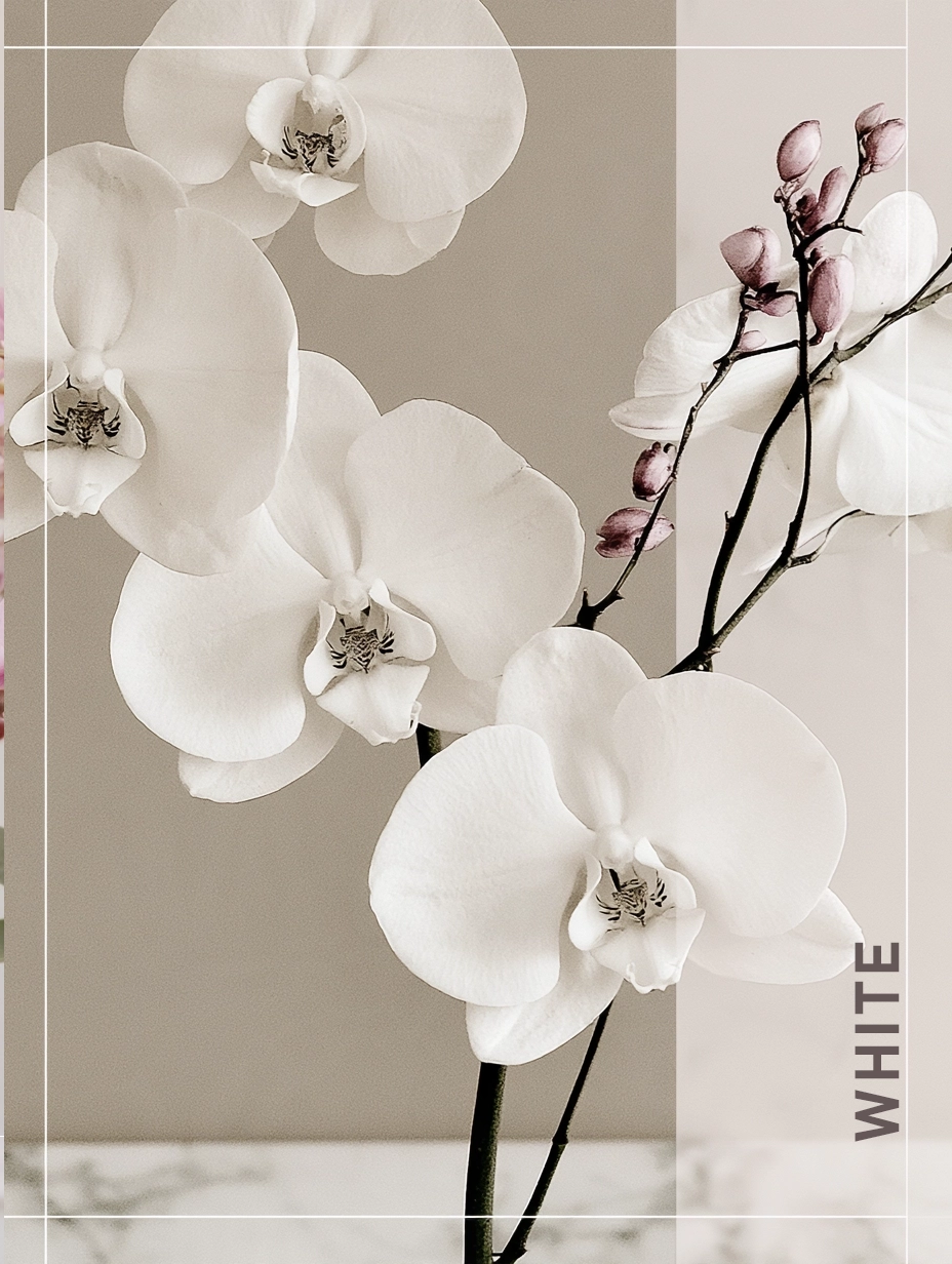 White Orchids