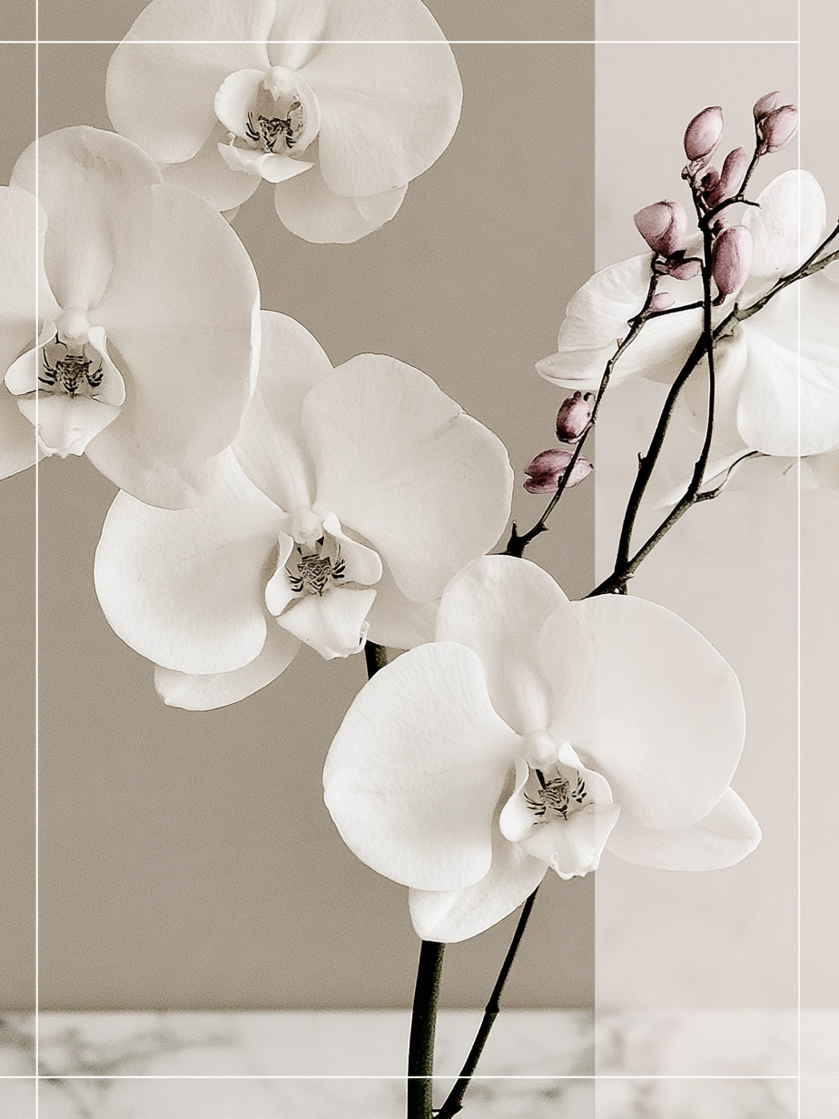 White Orchids