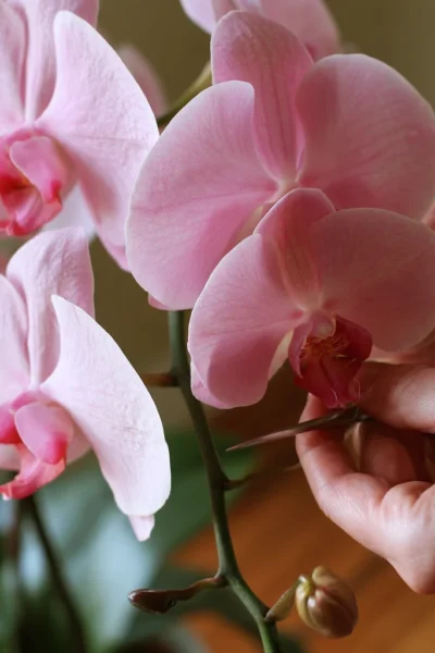 How to Prune Flower Spikes for a Second Flush of Blooms
