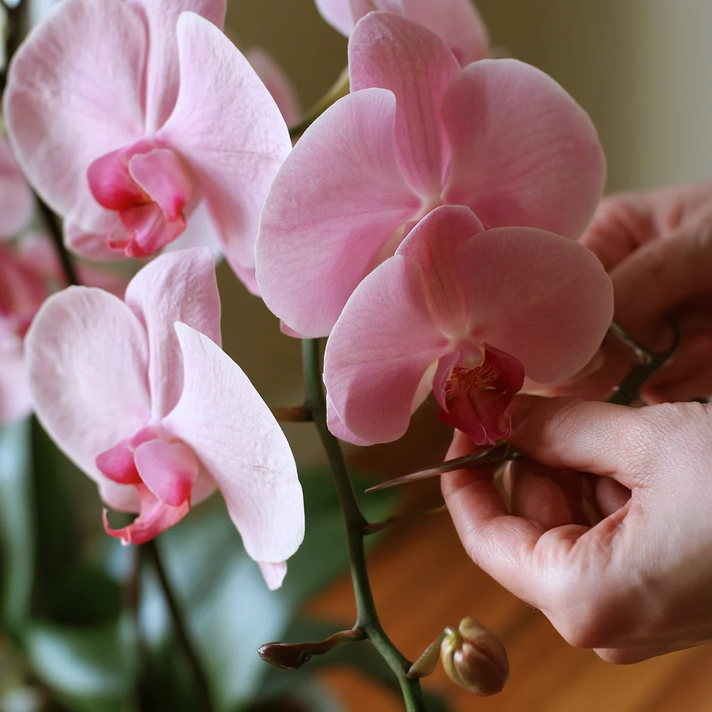 The Reblooming Secret: How to Prune Flower Spikes for a Second Flush of Blooms