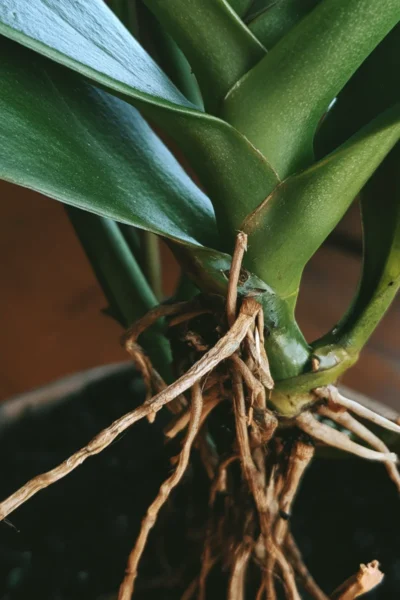 Orchid Root Signals A Practical Guide to Knowing When to Water