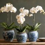 Orchid Vessels with Character: Pairing Plant Health with Your Home’s Design
