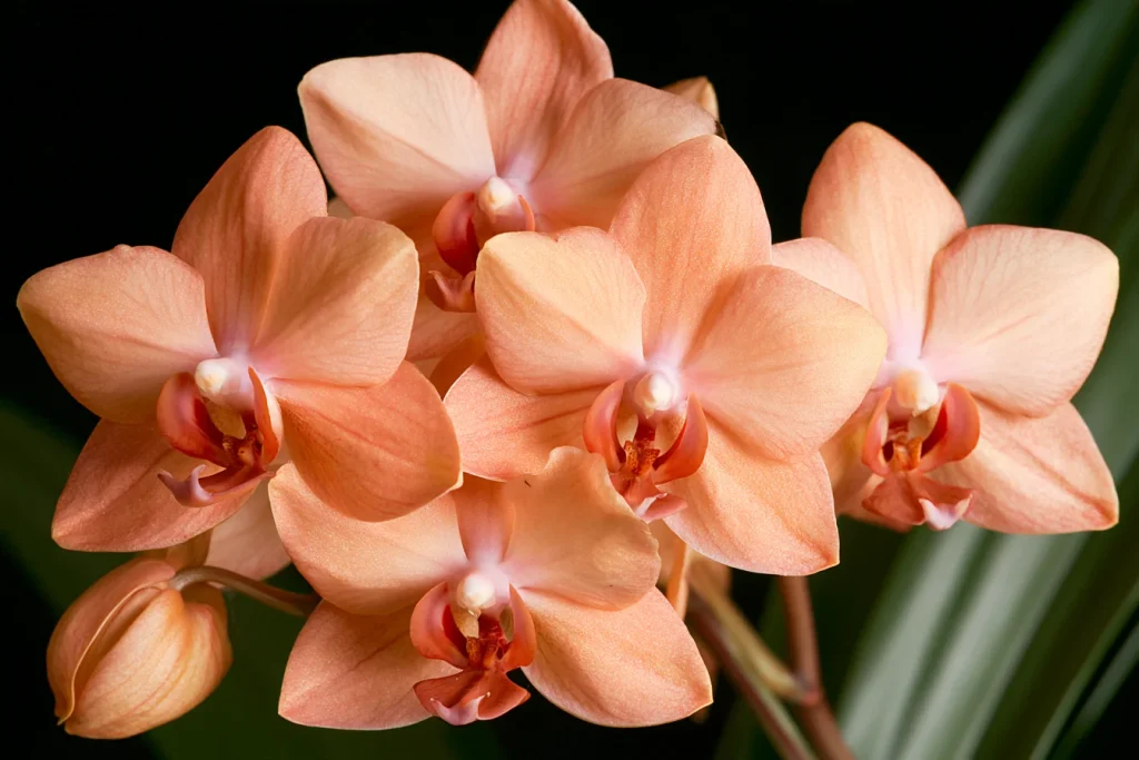 Peach Orchids Warmth and Sincere Appreciation