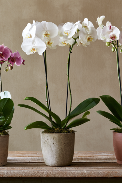 The Lasting Luxury of Orchid Arrangements for Housewarmings and Corporate Gifting