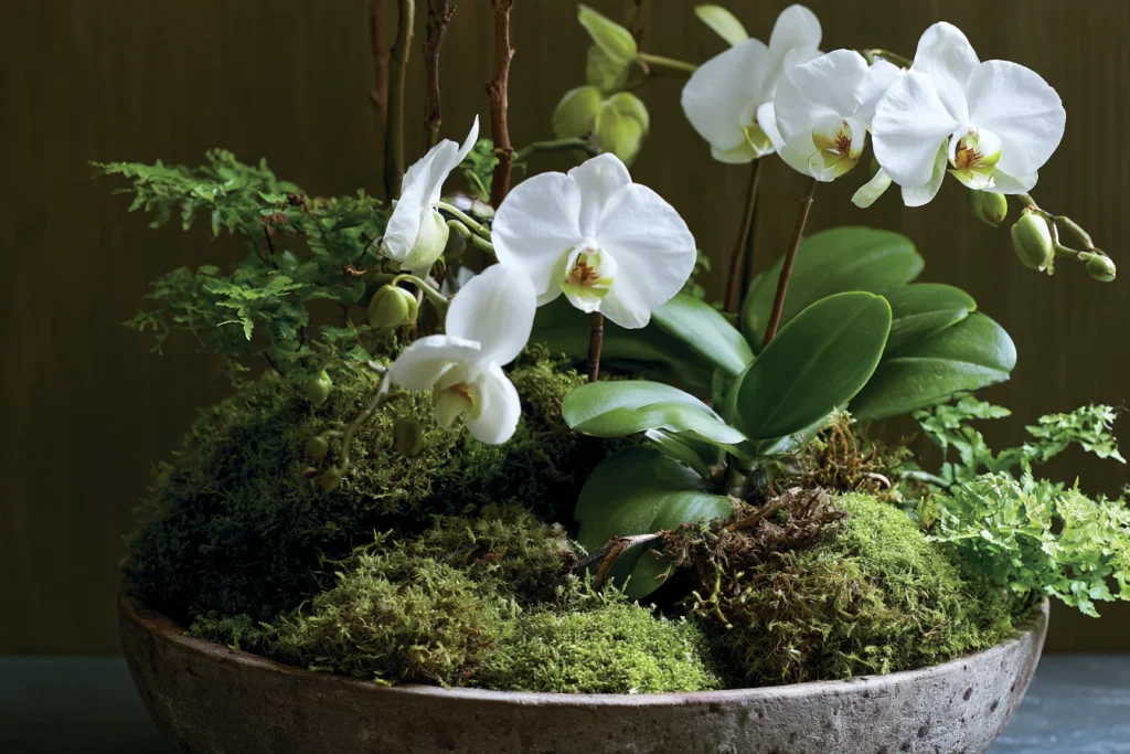 Understanding Your Orchid Arrangement